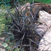 fotografija Vrtne Rastline Lily-Šota, Brada Kače, Black Dragon, Črna Mondo Trava okrasna listnata, Ophiopogon zlato
