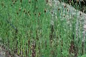 φωτογραφία  Πλατύφυλλων Cattail, Βούρλα, Κοζάκος Σπαράγγια, Σημαίες, Ψάθας, Νάνος Cattail, Χαριτωμένη Cattail υδρόβια και υδροχαρή, Typha πράσινος