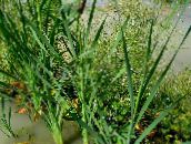 фото  Рогоз водные, Typha зеленый