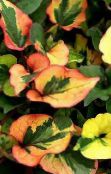 fotografie Zahradní rostliny Chameleon Rostlina dekorativní-listnaté, Houttuynia zelená