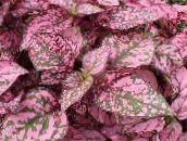 zdjęcie Ogrodowe Rośliny Hypoestes (Gipestes) dekoracyjny-liście barwny