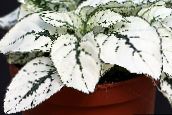 zdjęcie Ogrodowe Rośliny Hypoestes (Gipestes) dekoracyjny-liście biały