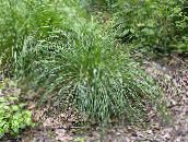 foto Plantas de Jardim Hairgrass Tufados (Hairgrass Dourado) cereais, Deschampsia caespitosa luz verde