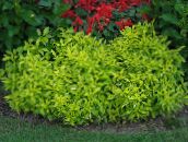 verde deschis Alternanthera Plante Ornamentale Cu Frunze
