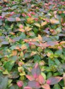 zdjęcie Ogrodowe Rośliny Alternanthera dekoracyjny-liście barwny
