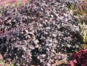 φωτογραφία Φυτά κήπου Alternanthera διακοσμητικό-φυλλοβόλα οινώδης