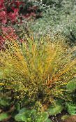 fotoğraf Bahçe Bitkileri Pheasant Kuyruğu Otu, Tüy Çimen, Yeni Zelanda Rüzgar Çimen hububat, Anemanthele lessoniana, Stipa arundinacea kırmızı