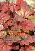 снимка Градински цветя Heucherella, Пенести Звънци декоративни листни червен