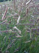 foto Dārza Augi Blue Grama graudaugi, Bouteloua zaļš