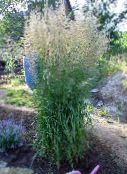 fotografie Zahradní rostliny Peří Rákosu, Pruhované Peří Rákosí obilí, Calamagrostis zelená