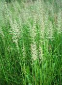kuva Puutarhakasvit Sulka Reed Ruoho, Raidallinen Sulka Reed viljat, Calamagrostis vihreä