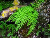 фотографија Баштенске Биљке Воодсиа папрати, Woodsia зелен
