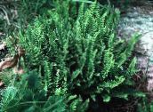 zdjęcie Ogrodowe Rośliny Rozrzutka paprocie, Woodsia zielony