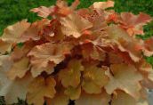foto Plantas de jardín Heuchera, Flor De Coral, Las Campanas De Coral, Alumroot decorativo-foliáceo marrón