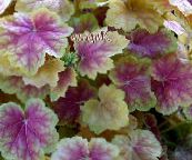 φωτογραφία Φυτά κήπου Heuchera, Κοραλλιογενείς Λουλούδι, Κουδούνια Κοραλλιών, Alumroot διακοσμητικό-φυλλοβόλα ποικιλόχρωμος
