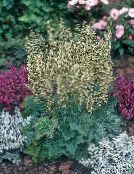 grün Heuchera, Korallenrote Blumen, Korallen Glocken, Alumroot Dekorative-Laub