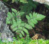 photo des plantes de jardin Calcaire Chêne De Fougère, Fougère De Chêne Parfumée, Gymnocarpium vert