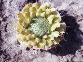 bilde Hageplanter Narre Caps grønne pryd, Orostachys gul