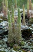 nuotrauka Sodo Augalai Dunce Anketa Dangteliai lapinės dekoratyviniai augalai, Orostachys šviesiai žalia