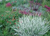 photo des plantes de jardin Ruban Herbe, L'alpiste Roseau, Les Jarretières De Jardinier des céréales, Phalaroides panaché