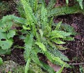 green Blechnum Ferns