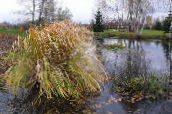 fotografija Vrtne Rastline Severni Divji Riž žito, Zizania aquatica svetlo-zelena