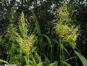 fotografija Vrtne Rastline Severni Divji Riž žito, Zizania aquatica svetlo-zelena