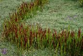 снимка Градински цветя Cogon Трева, Satintail, Японска Кръв Трева житни, Imperata cylindrica червен