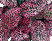 foto Trädgårdsväxter Bloodleaf, Kyckling Muskelmage dekorativbladiga, Iresine brokiga