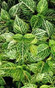 снимка Градински цветя Bloodleaf, Пилешки Воденички декоративни листни, Iresine зелен