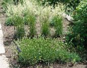 fénykép Kerti Növények Kékeszöld Haj-Fű, Nagy, Kék Június Fű, Kék Haj Fű gabonafélék, Koeleria zöld