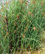 kuva  Todellinen Bulrush vesikasvit, Scirpus lacustris vihreä