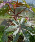 zdjęcie Ogrodowe Rośliny Palmcrist dekoracyjny-liście, Ricinus jak wino