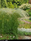 foto Tuinplanten Veer Gras, Naald Gras, Speer Gras granen, Stipa pennata licht groen