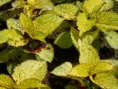 bilde Hageplanter Coleus, Flamme Nesle, Malt Brennesle grønne pryd gul