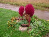 foto Trädgårdsväxter Kochia, Brinnande Buske, Sommar Cypress, Mexikansk Fireweed, Utsikts dekorativbladiga röd