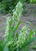 photo des plantes de jardin Goldentop des céréales, Lamarckia vert