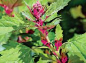 foto Vrtne Biljke Crvena Divlja Loboda, Planinski Špinat ukrasno lisnata, Atriplex nitens zelena