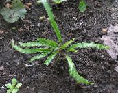 снимка Градински цветя Езикът Папрат Харт папратовидни, Phyllitis scolopendrium зелен