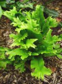 zdjęcie Ogrodowe Rośliny Listovnik Skolopendrovy paprocie, Phyllitis scolopendrium zielony