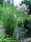 foto Plantas de Jardim Eulália, Grama Novo, Grama Zebra, Silvergrass Chinês cereais, Miscanthus sinensis multicolorido