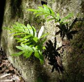 zdjęcie Ogrodowe Rośliny Stonoga paprocie, Polypodium zielony