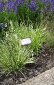 φωτογραφία Φυτά κήπου Μοβ Moor Γρασίδι δημητριακά, Molinia caerulea πράσινος