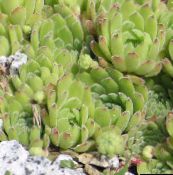 foto Plantas de jardín Houseleek suculentas, Sempervivum claro-verde