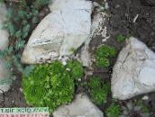 foto Gartenpflanzen Hauswurz sukkulenten, Sempervivum grün