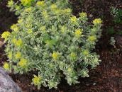 fotografie Záhradné rastliny Vankúš Prýštec dekoratívne a listnaté, Euphorbia polychroma žltá