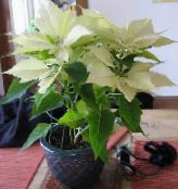 balts Poinsettia, Noche Buena, , Ziemassvētku Puķe Lapu Dekoratīvie Augi