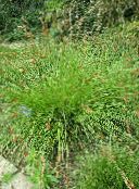 снимка Градински цветя Острица декоративни листни, Carex зелен