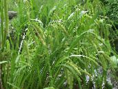 фото Садовые Растения Осоки болотные декоративно-лиственные, Carex зеленый