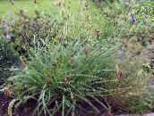 фото Садові Рослини Осоки Низькорослі злаки, Carex зелений